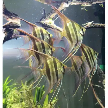 Orinoco F1 Altum Angelfish – Pterophyllum Altum
