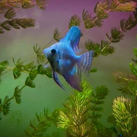 Map Blue Angelfish – Pterophyllum Scalare