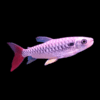 Chalceus erythrurus – Tucan Fish | Exotic Freshwater Fish for Sale