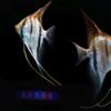 Santa Izabel Angelfish – Pterophyllum Scalare