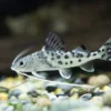 Pimelodus pictus – Pictus Catfish | Exotic Freshwater Catfish for Sale 1 Pimelodus pictus – Pictus Catfish | Exotic Freshwater Catfish for Sale