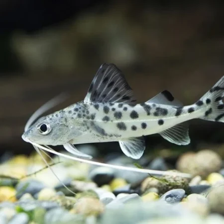Pimelodus pictus – Pictus Catfish | Exotic Freshwater Catfish for Sale