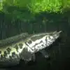 Parachanna obscura – Dusky Snakehead | African Snakehead Fish