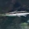 Sorubim lima – Duckbill Catfish | Exotic Freshwater Fish for Sale 1 Sorubim lima – Duckbill Catfish | Exotic Freshwater Fish for Sale