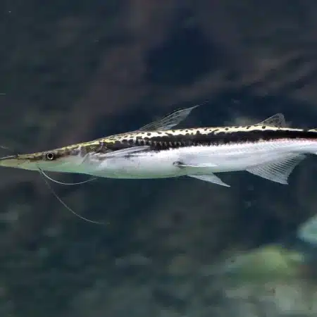 Sorubim lima – Duckbill Catfish | Exotic Freshwater Fish for Sale