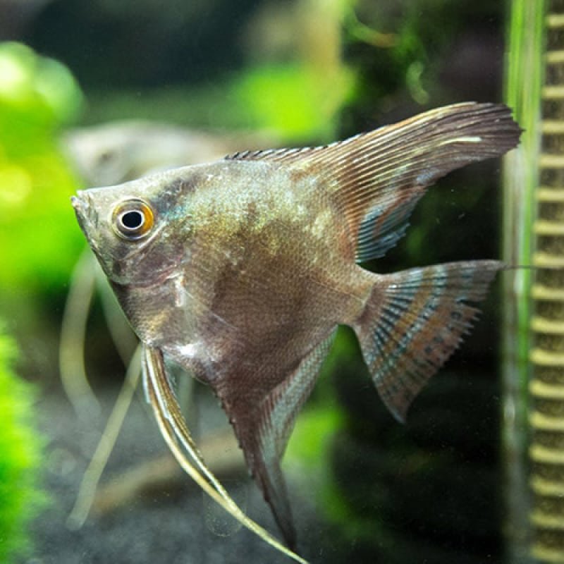 Angel Fish for Sale - AquaTropics