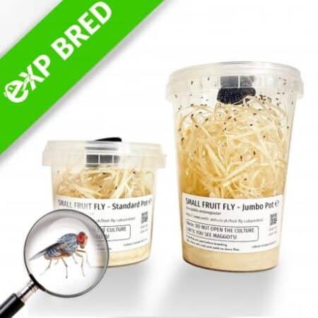 Drosophila Melanogaster Small Fruit Fly - 1/2 Litre