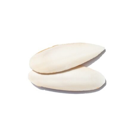 Agrobs Testudo Cuttlebone - 2pcs