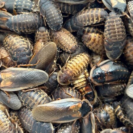Blaptica Dubia Orange Spotted Roach - 10pcs