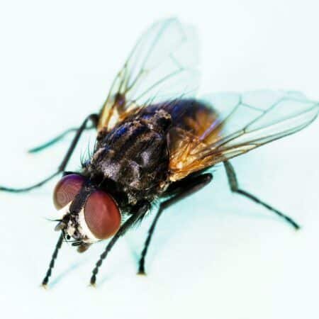 Musca Domestica Housefly Non-Fly - 1/2 Litre
