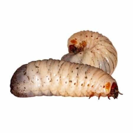 Pachnoda Butana Sun Beetle Larva