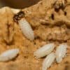 Trichorhina Tomentosa Dwarf Tropical Woodlice