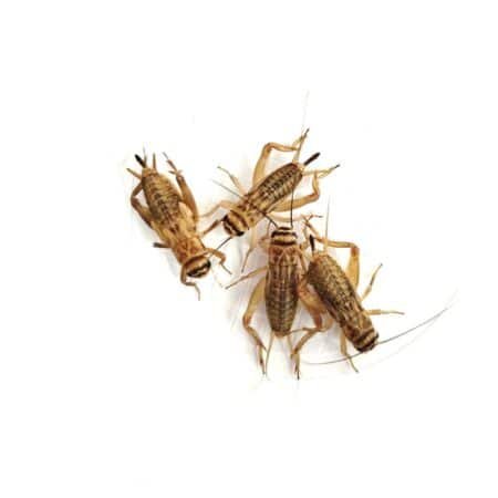 Acheta Domestica Cricket Large - 250pcs