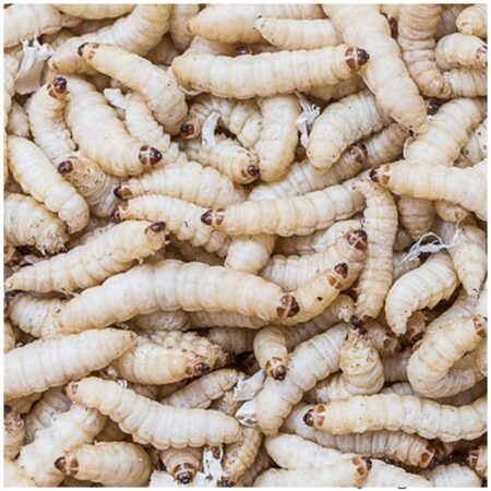 Galleria Mellonella Waxworms - 18g