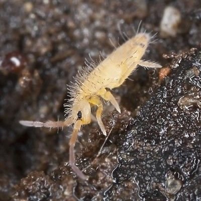 Collembola Springtails