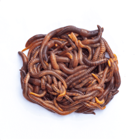 Dendrobaena Red Earthworm - 15pcs