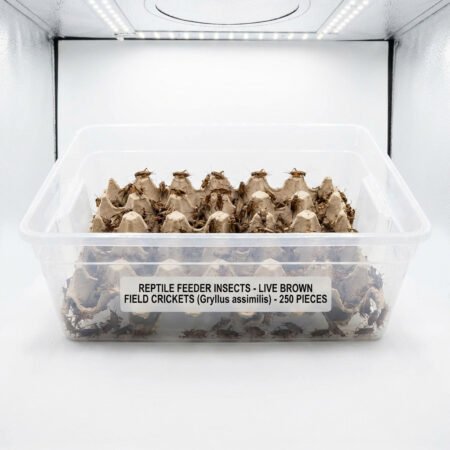 Gryllus Assimilis Field Cricket Large 250pcs