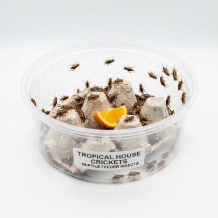 Gryllodes Sigillatus Tropical House Cricket Large 250pcs