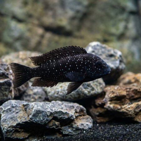 Tropheus Duboisi White-Spotted Cichlid