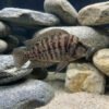 Cichlid Calvus – Altolamprologu 1 Cichlid Calvus – Altolamprologus