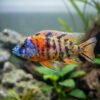 Calico Peacock Cichlid – Aulonocara sp. 1 Calico Peacock Cichlid – Aulonocara sp.