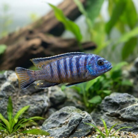 Malawi Cichlid Melanochromis Johannii