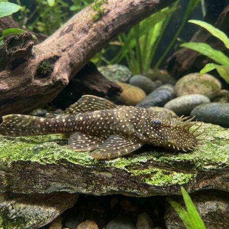 L393 Ancistrus sp. – Cheese Creek Bristlenose