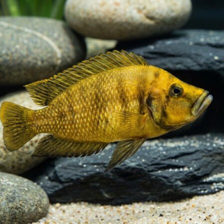 Gold Compressiceps – Altolamprologus