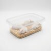 Live Mouse 18-22g 1 Live Mouse 18-22g feeder