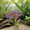 Matadi Violet Ocellated Kribensis – Pelvicachromis Subocellatus – African Dwarf Cichlid 1 Matadi Violet Ocellated Kribensis – Pelvicachromis Subocellatus