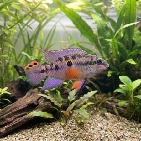 Matadi Violet Ocellated Kribensis – Pelvicachromis Subocellatus
