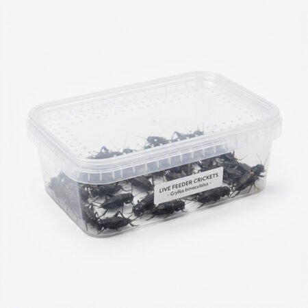 Gryllus Bimaculatus Black Cricket Large 250pcs
