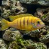 Flavus Malawi Cichlid Pseudotropheus 1 Flavus Malawi Cichlid Pseudotropheus