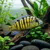 Hap Cichlid Obliquidens Malawi Cichlid 1 Hap Cichlid Obliquidens Malawi Cichlid