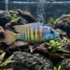 Stunning Haplochromis Sp Ch 44 Pundamilla Lake Victoria Malawi Cichlids 4-5 Cm 2 Haplochromis Sp CH44 Pundamilia Lake Victoria