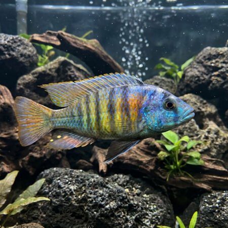 Haplochromis Sp CH44 Pundamilia Lake Victoria