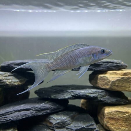 Neolamprologus Longicaudatus Lake Tanganyika Cichlid