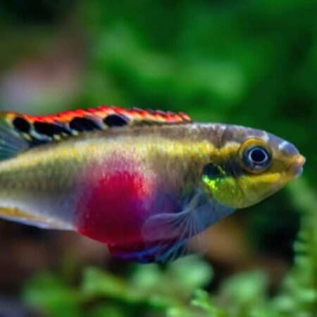 African Dwarf Cichlids