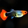 Red Cap Female Guppy – Poecilia reticulata 1 Red Cap Female Guppy – Poecilia reticulata