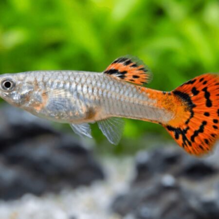 Cobra Red Female Guppy – Poecilia reticulata