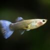 Blue Neon Female Guppy – Poecilia reticulata 1 Blue Neon Female Guppy – Poecilia reticulata