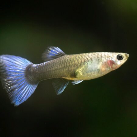 Blue Neon Female Guppy – Poecilia reticulata