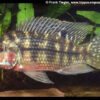 Redbreast Tilapia – Coptodon rendalli 1 Redbreast Tilapia – Coptodon rendalli