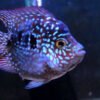 Short Body Texas Cichlid – Cichlasoma sp. Texas 2 Short Body Texas Cichlid – Cichlasoma sp. Texas