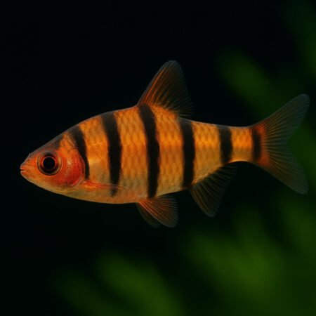 6 X Sixbanded Barb – Puntius hexazona