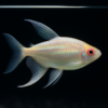 6 X Albino Congo Tetra – Phenacogrammus interruptus 1 6 X Albino Congo Tetra – Phenacogrammus interruptus