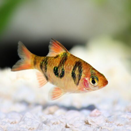 6 X Rhombo Barb – Puntius rhomboocellatus