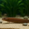 Brown Kuhli Loach – Pangio kuhlii javanicus 1 Brown Kuhli Loach – Pangio kuhlii javanicus