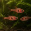 6 X Strawberry Rasbora – Boraras naevus 1 6 X Strawberry Rasbora – Boraras naevus