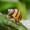 Spixi Snail – Asolene spixi